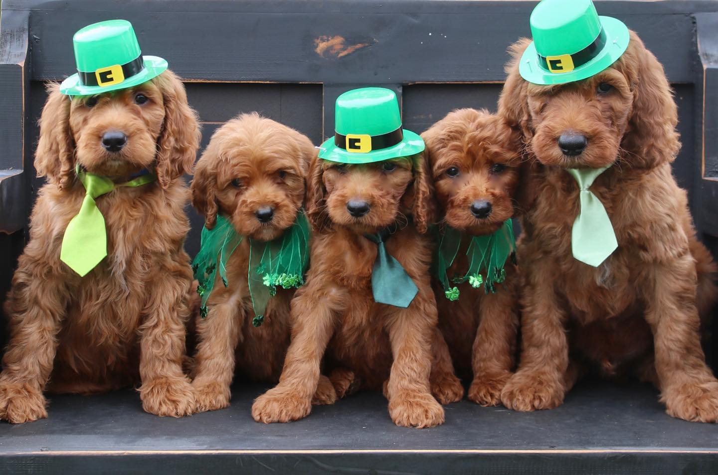 Litter of five red Irishdoodle puppies wearing green hats at Lonestar Doodles