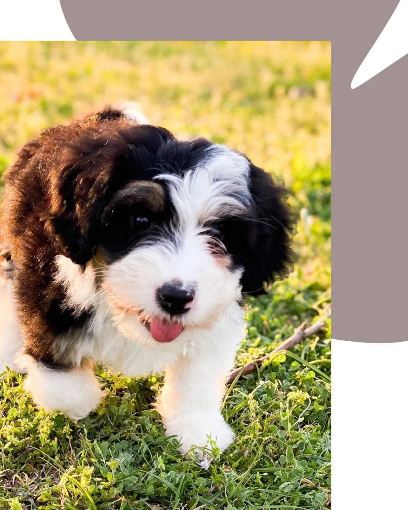 Lonestar Doodles | Premiere Doodle Breeder in Weatherford Texas