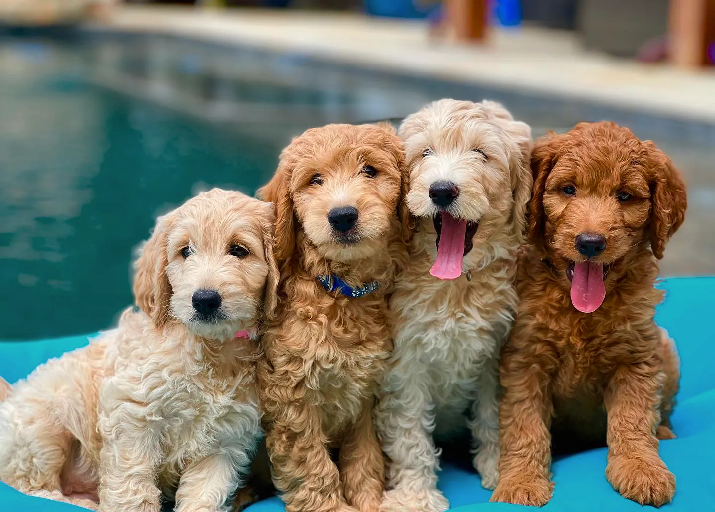 Four Goldendoodle puppies sitting together on a blue pool float at Lonestar Doodles