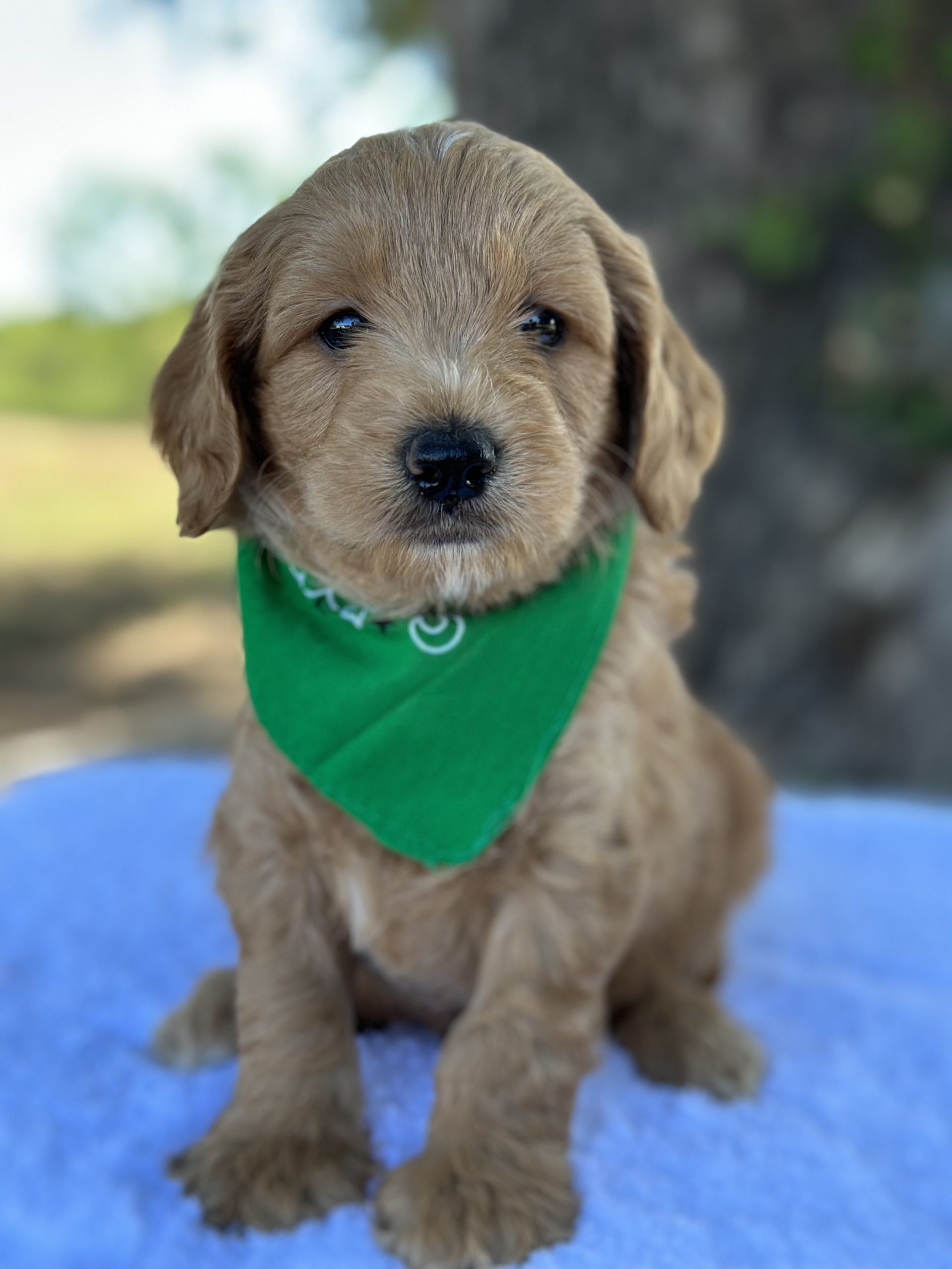 Green Boy- English Cream Micro Mini F1B