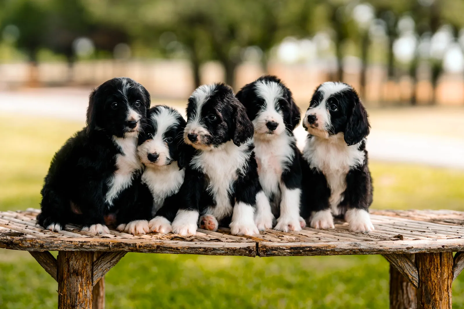 Close-up of two Sheepadoodle puppies from a Lonestar Doodles litter