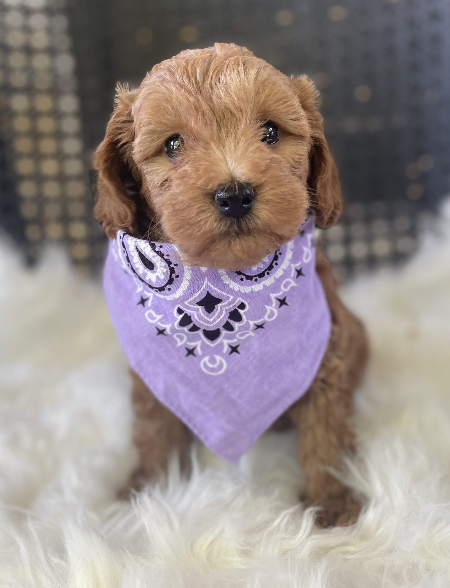 Purple Girl- Micro Mini F1B