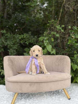 Purple Scarf Girl- English Cream Standard F1b