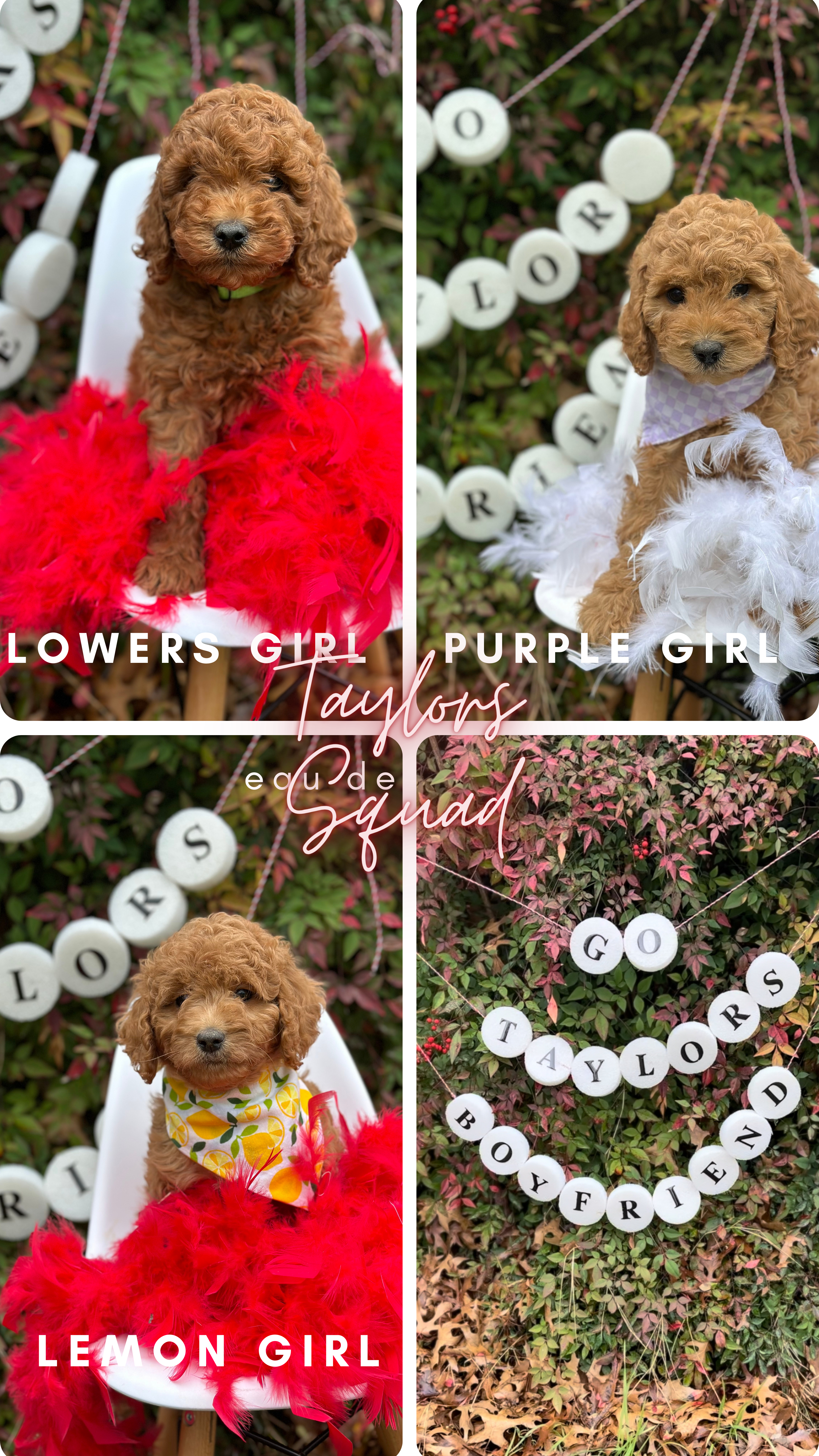 SuperBowl-Taylor's Squad- Mini F1B Girls