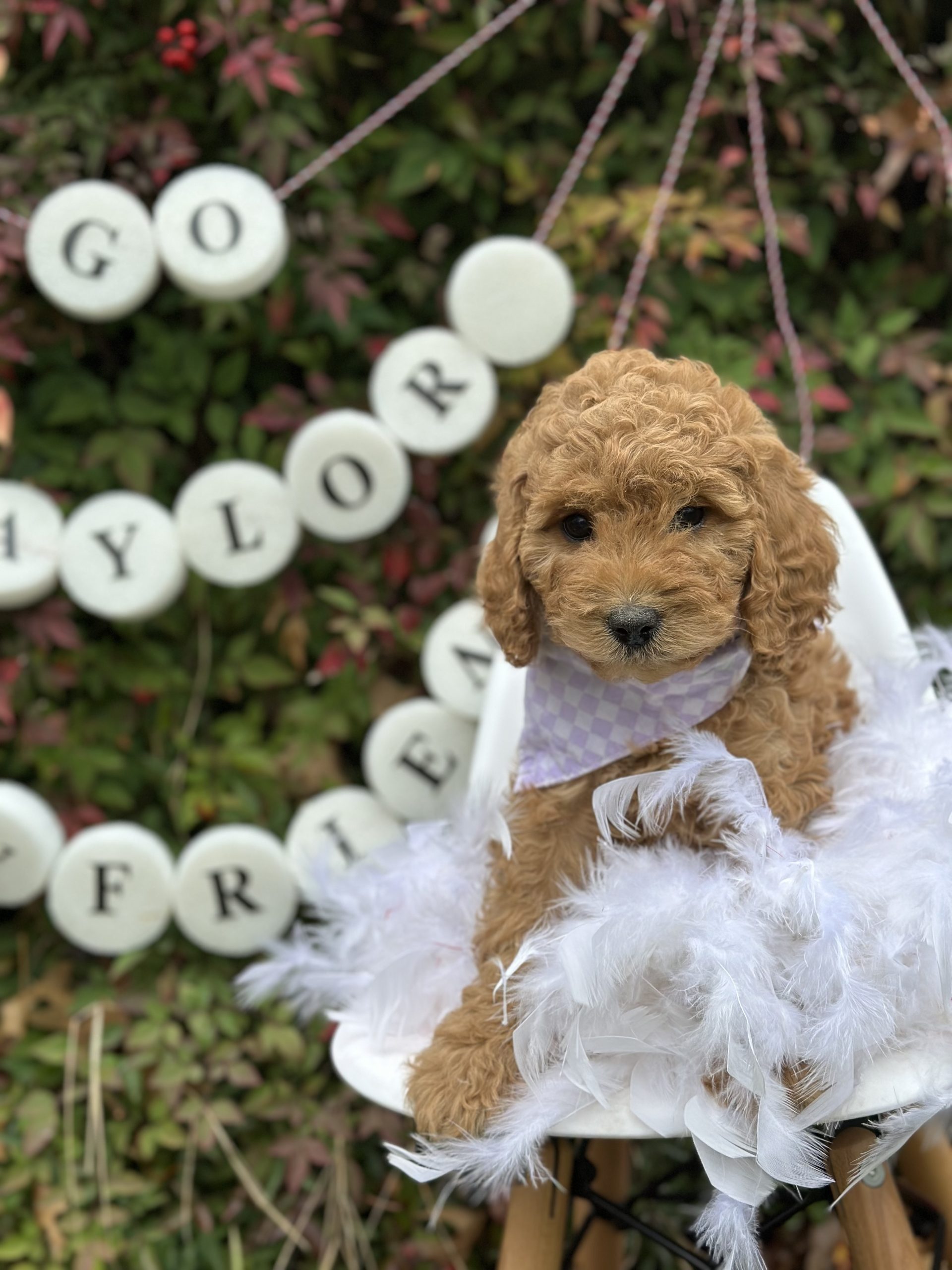 SuperBowl-Taylor's Squad- Mini F1B Girls - Image 3