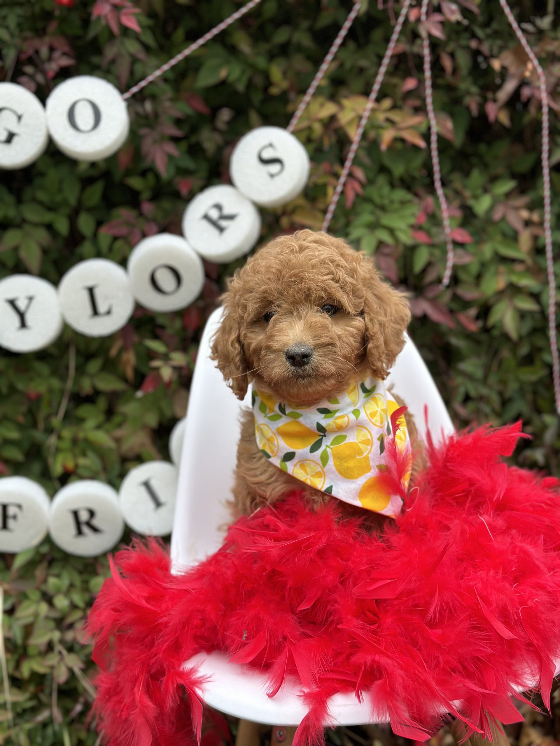 SuperBowl-Taylor's Squad- Mini F1B Girls - Image 4