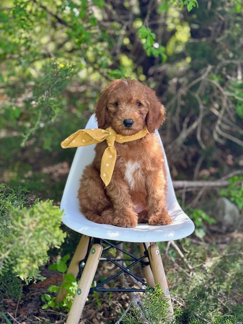 Yellow Girl- Mini F1B