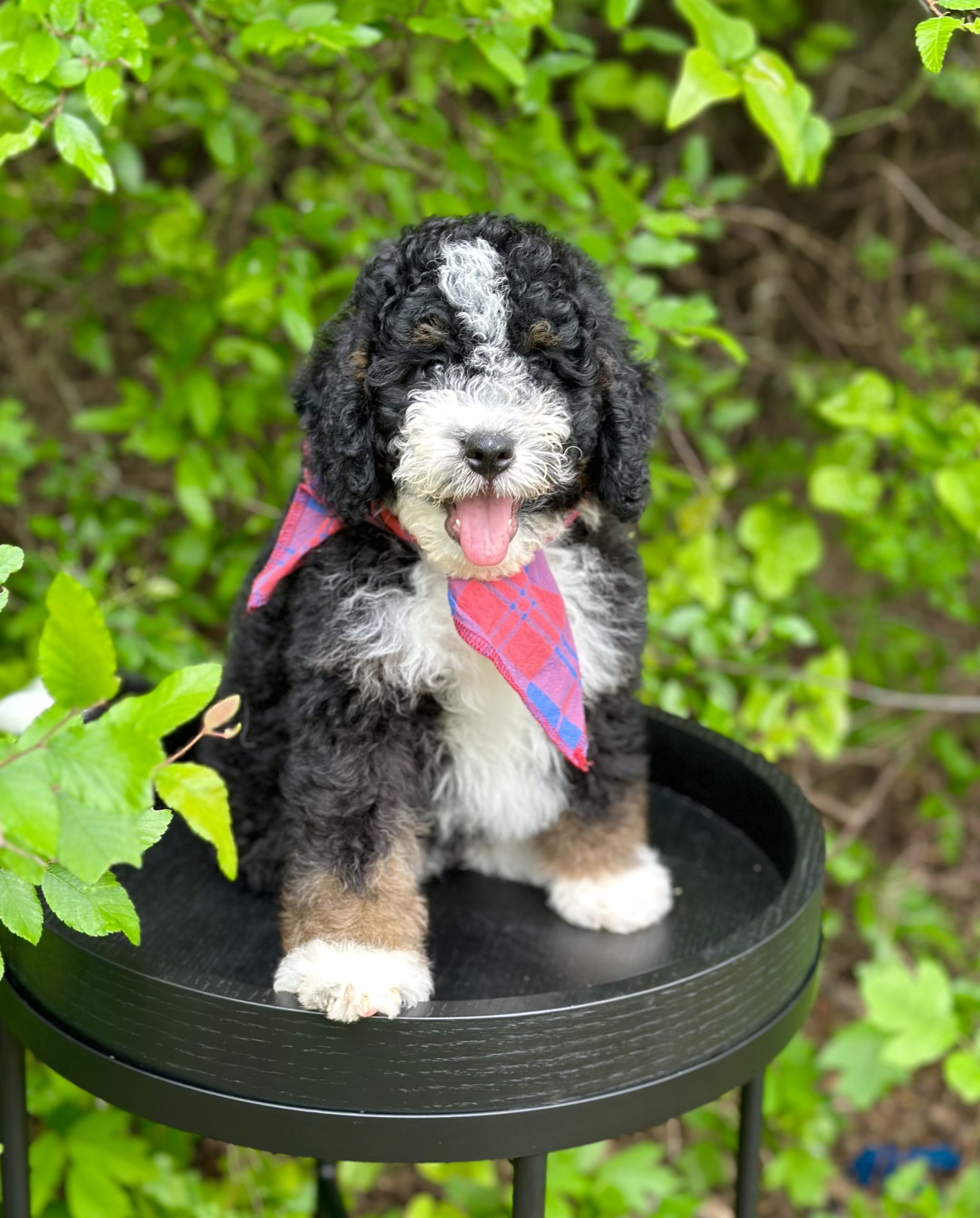 Lonestar Doodles | Premiere Doodle Breeder in Weatherford Texas