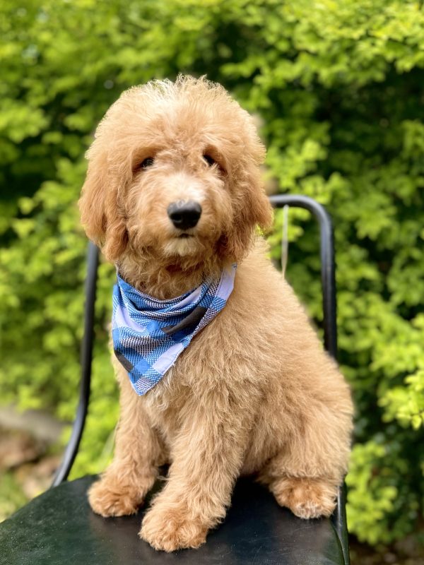 Blue Bandana Boy- Mini F1B