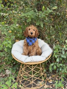 Blue & Black Bandana Boy- Medium F1