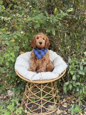 Blue & Black Bandana Boy- Medium F1