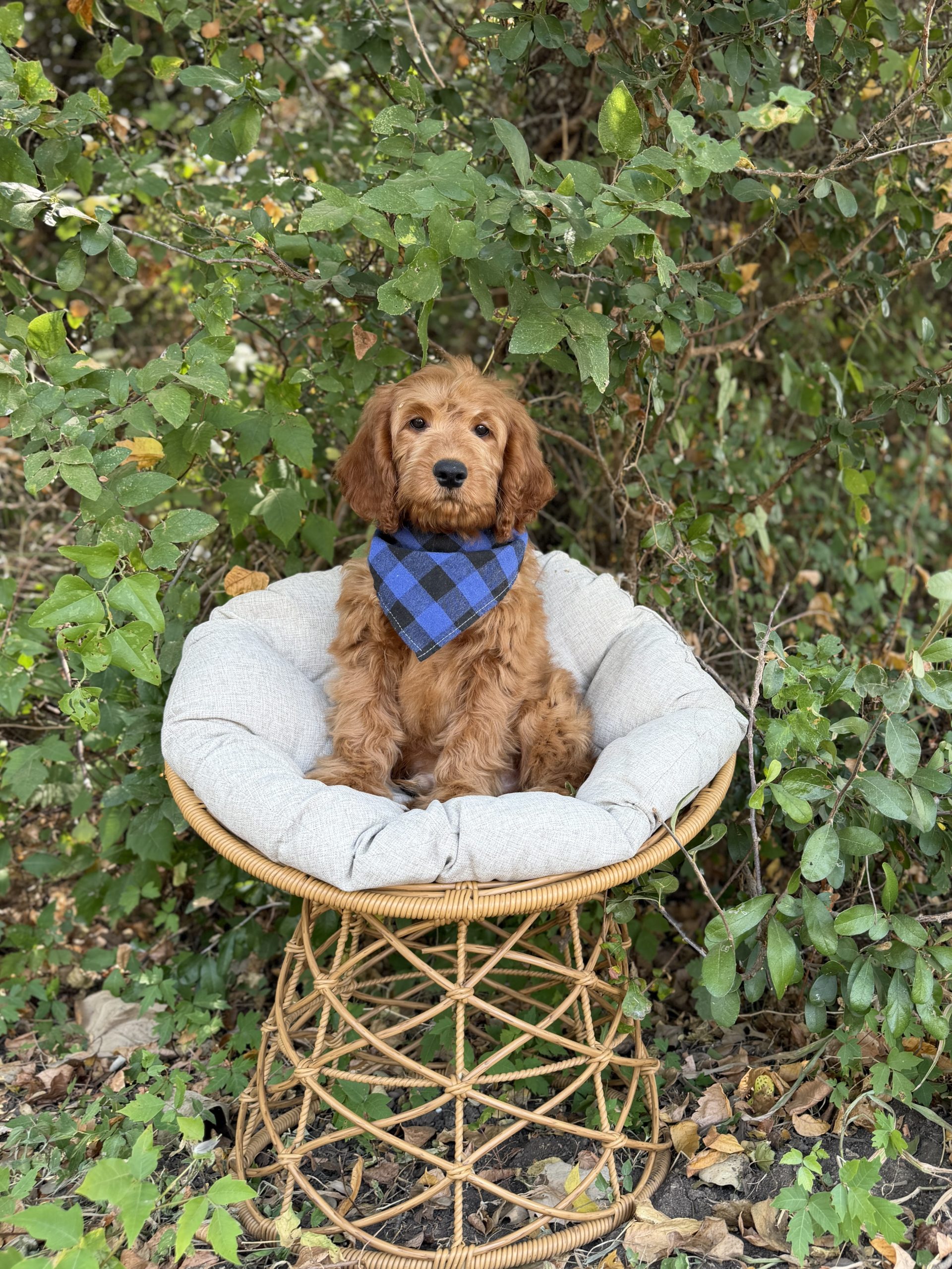 Blue & Black Bandana Boy- Medium F1
