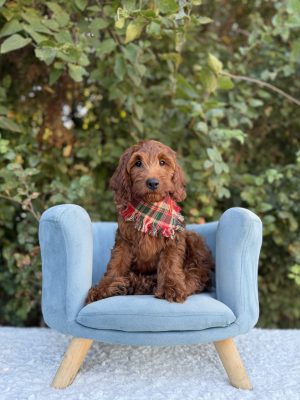 Red Boy- Mini F1 Irishdoodle