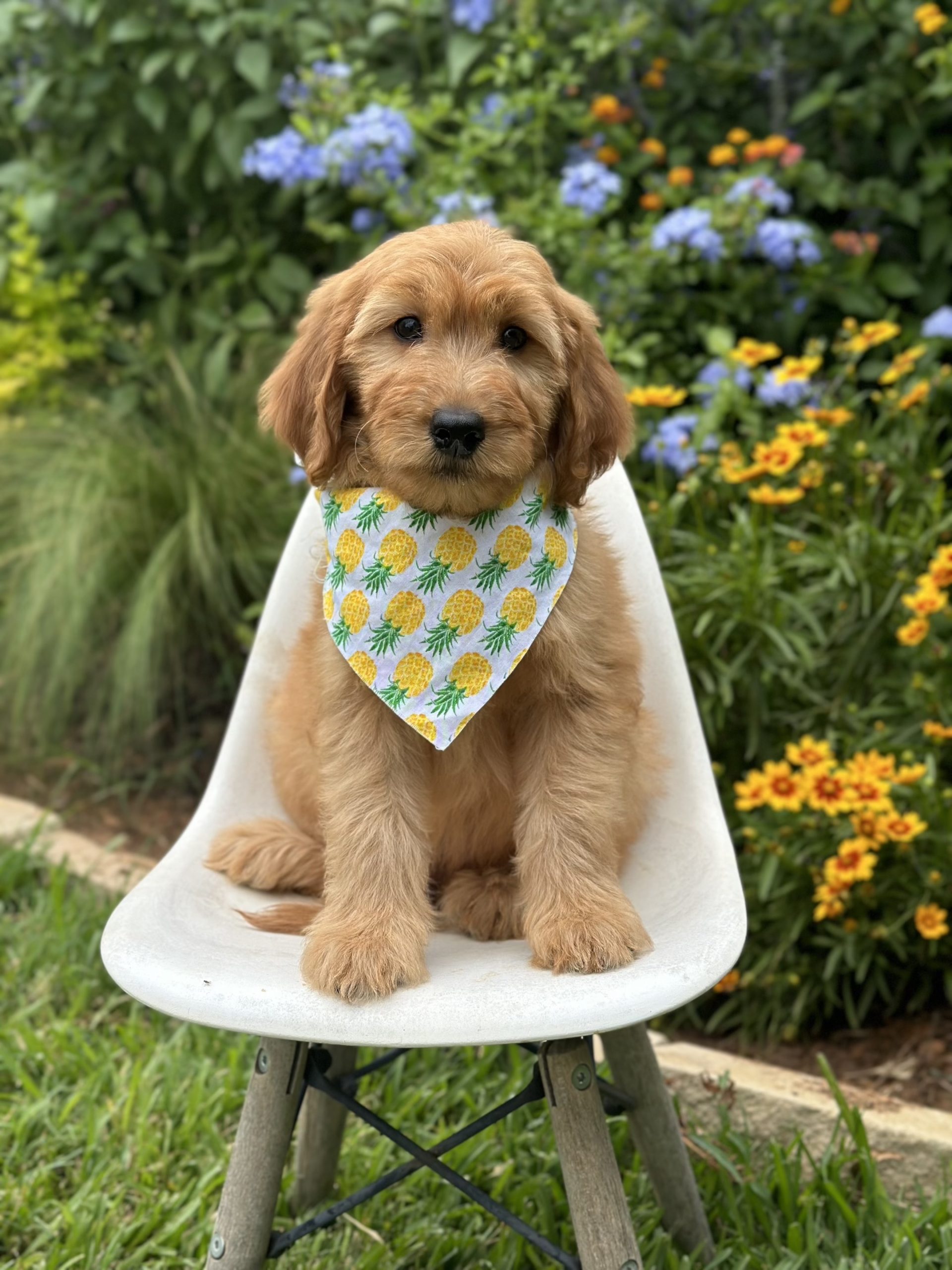 Pineapple Boy-Medium F1