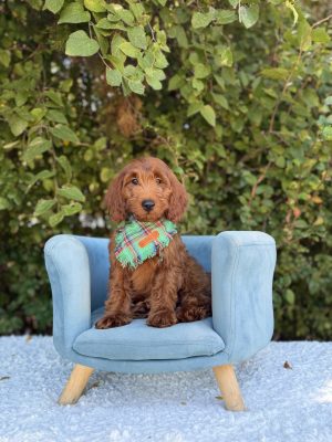 Green Plaid Boy- Mini F1 Irishdoodle