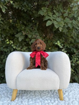 Red Bow Boy- Mini F1 Irishdoodle