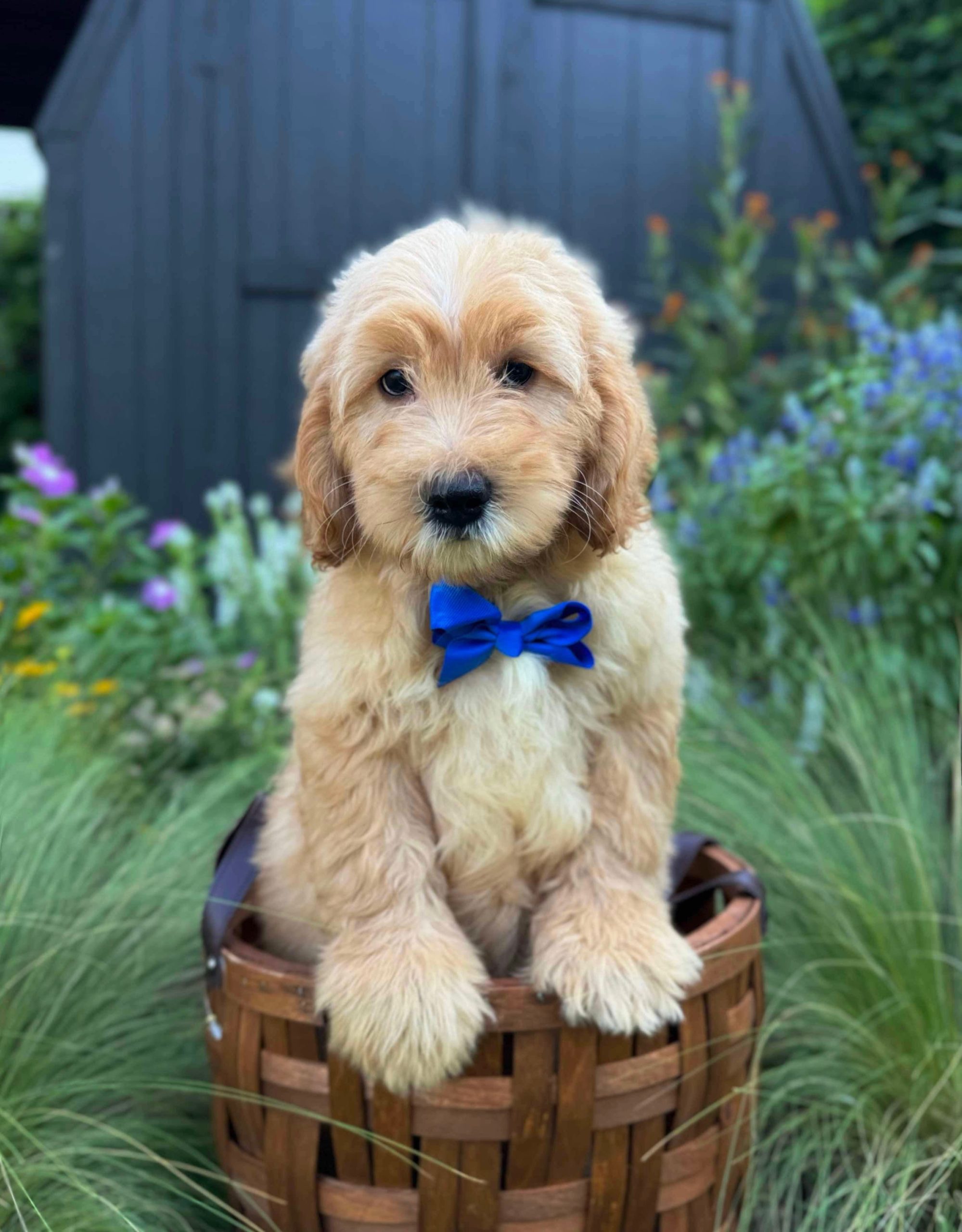 Blue Bow Boy- Mini F1B