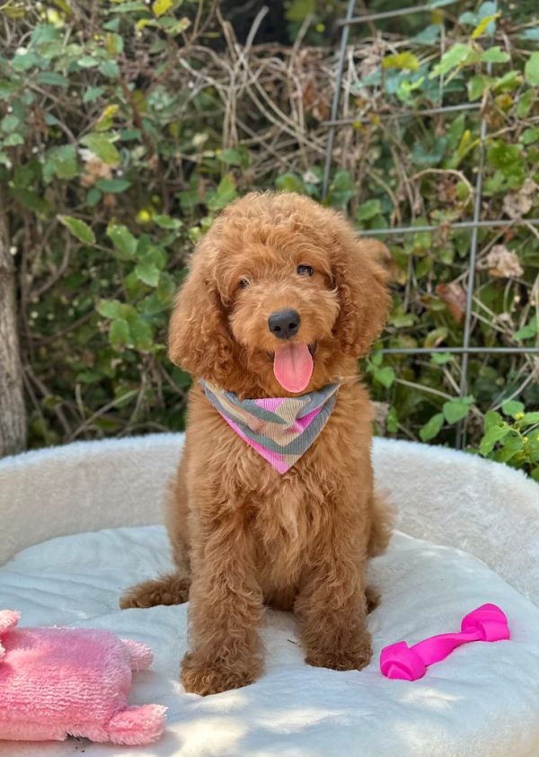 Pink Bandana Girl- Mini F1B