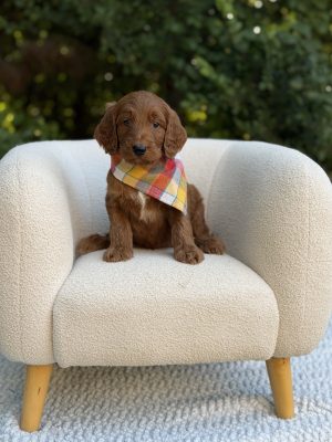 Yellow & Red Plaid Boy- Standard F1 Irishdoodle