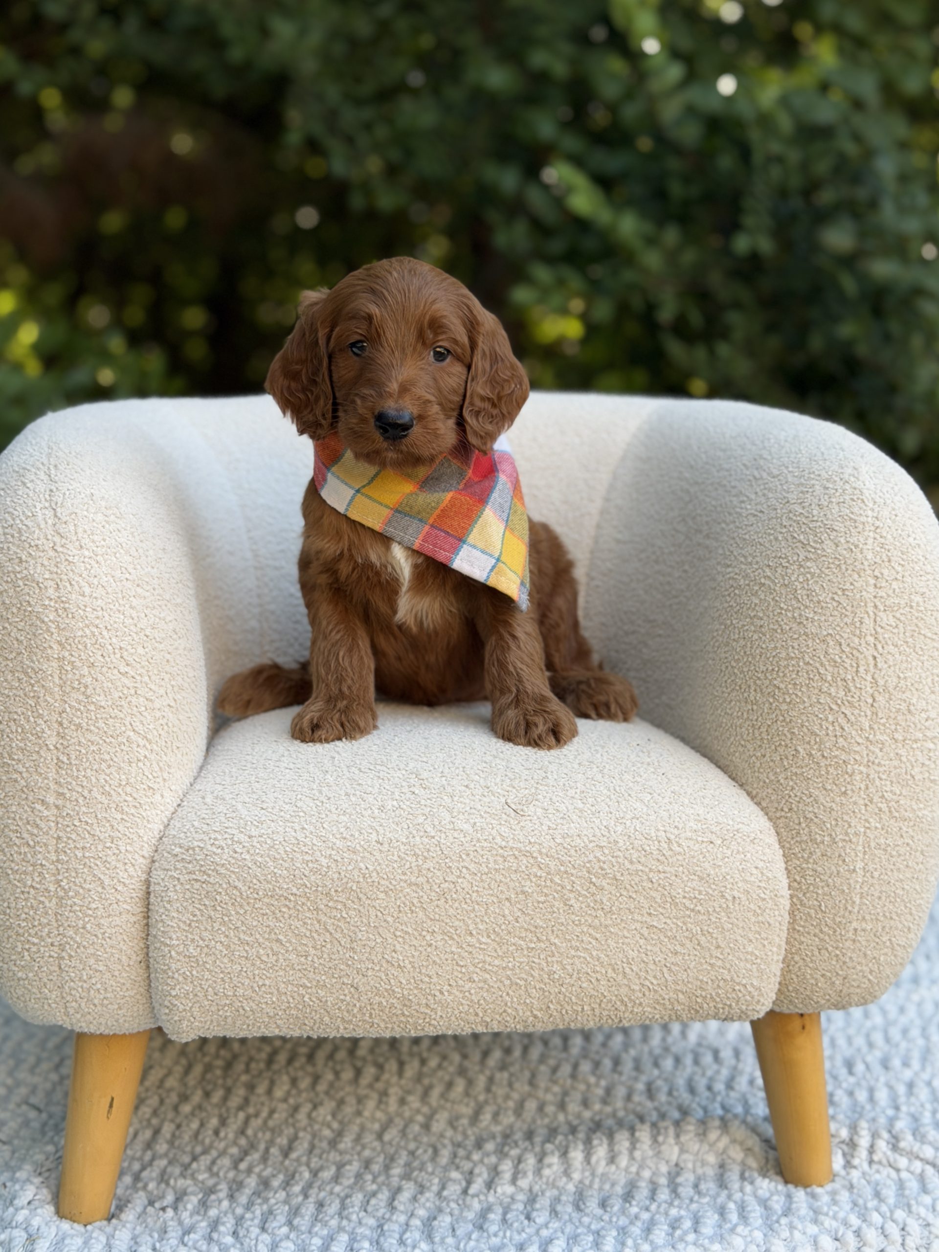 Yellow & Red Plaid Boy- Standard F1 Irishdoodle