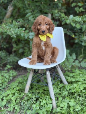 Yellow Bowtie Boy- Standard F1 Irishdoodle