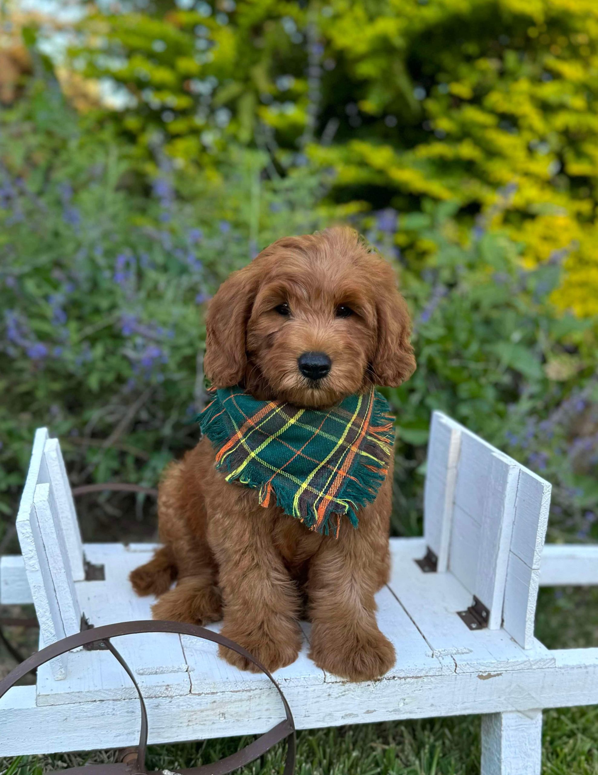 Green Plaid Boy- Mini F1B