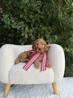 Red Checkered Bow Boy- Standard F1 Irishdoodle