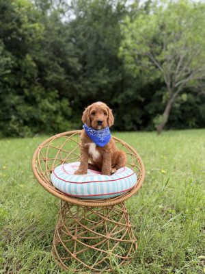 Blue Bandana Boy- Standard F1 Irishdoodle