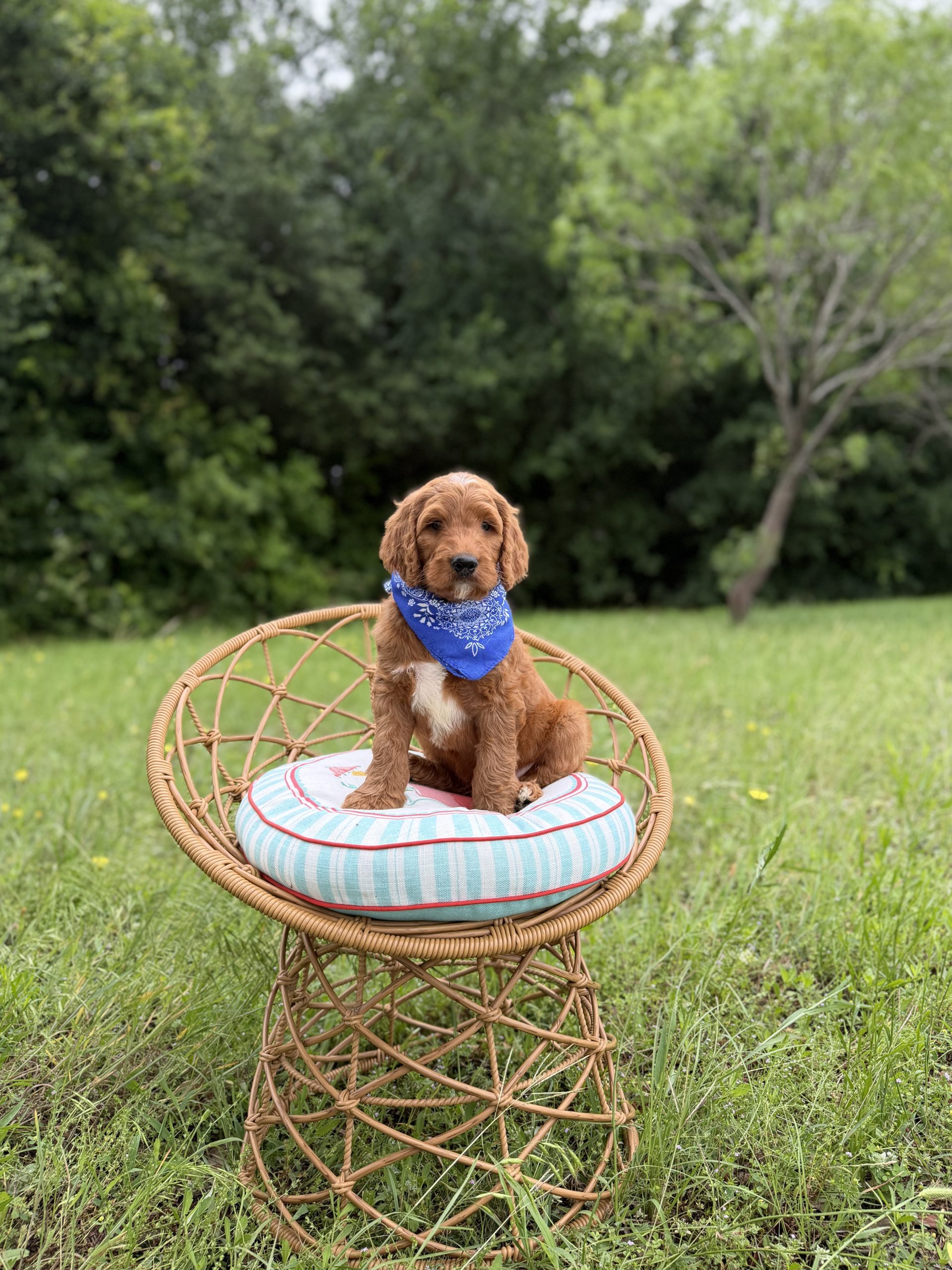 Blue Bandana Boy- Standard F1 Irishdoodle
