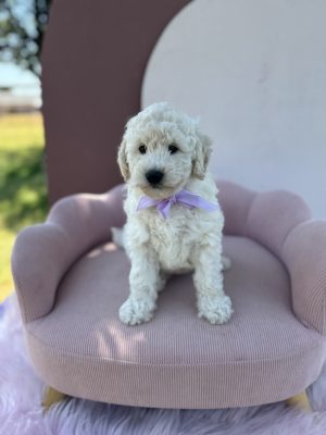 Purple Bow Girl - Micro Mini English Cream F1B