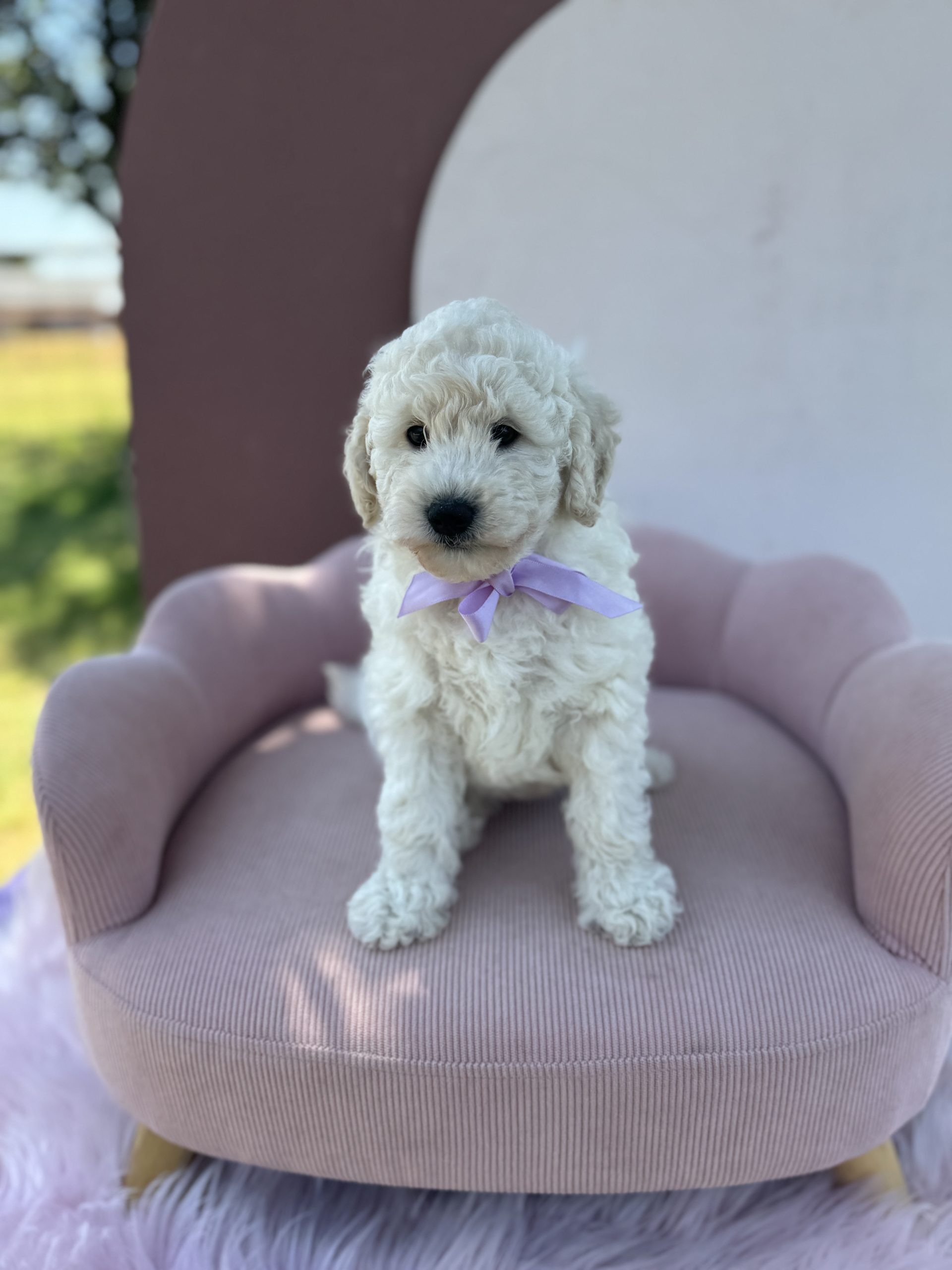 Purple Bow Girl - Micro Mini English Cream F1B