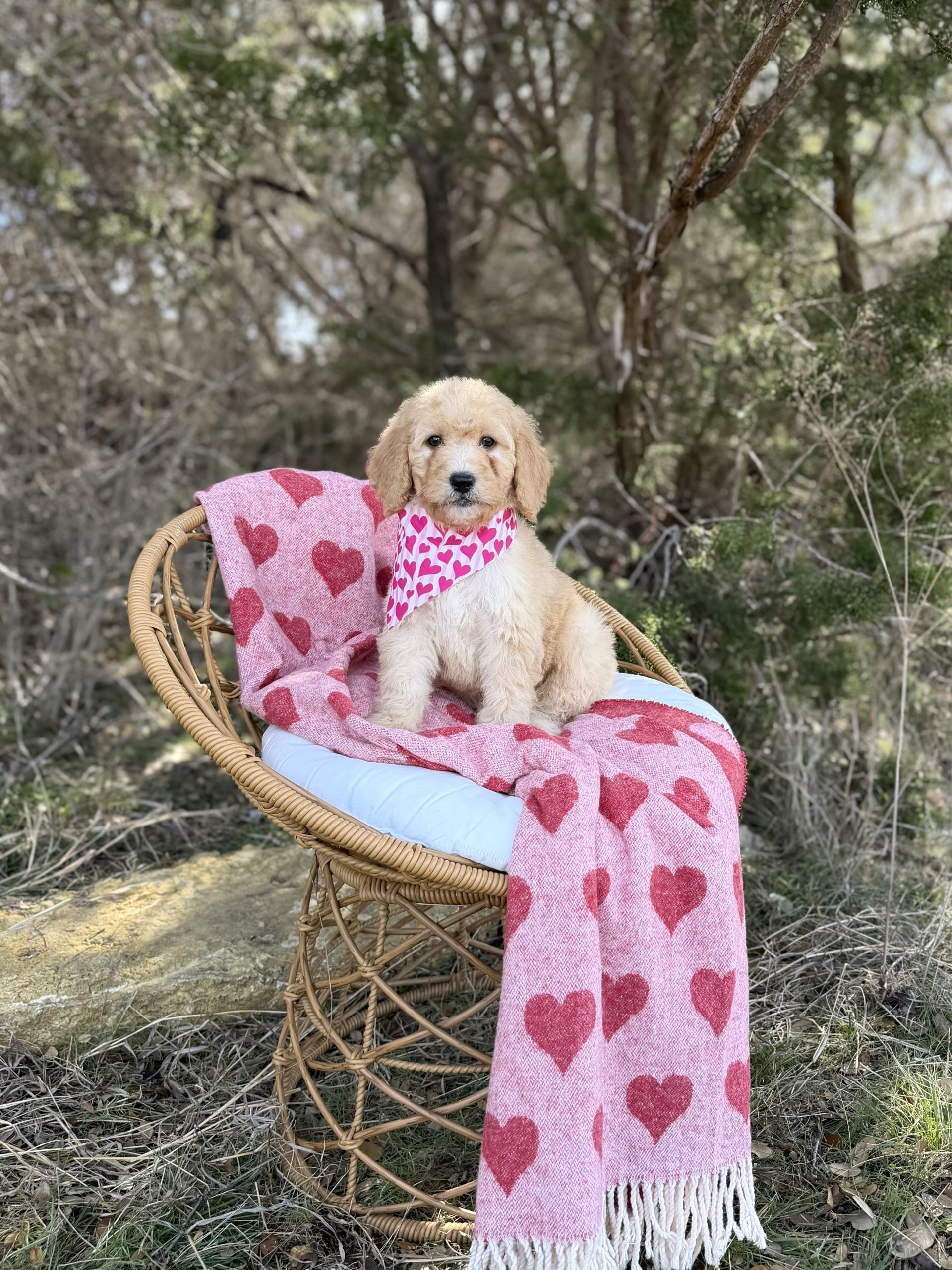 Hearts Bandana Girl- Medium F1B English Cream