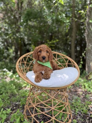 Green Bandana Boy- Standard F1 Irishdoodle