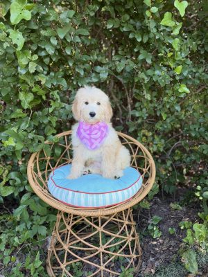 Purple Bernedoodle Girl- Medium F1B Bernedoodle