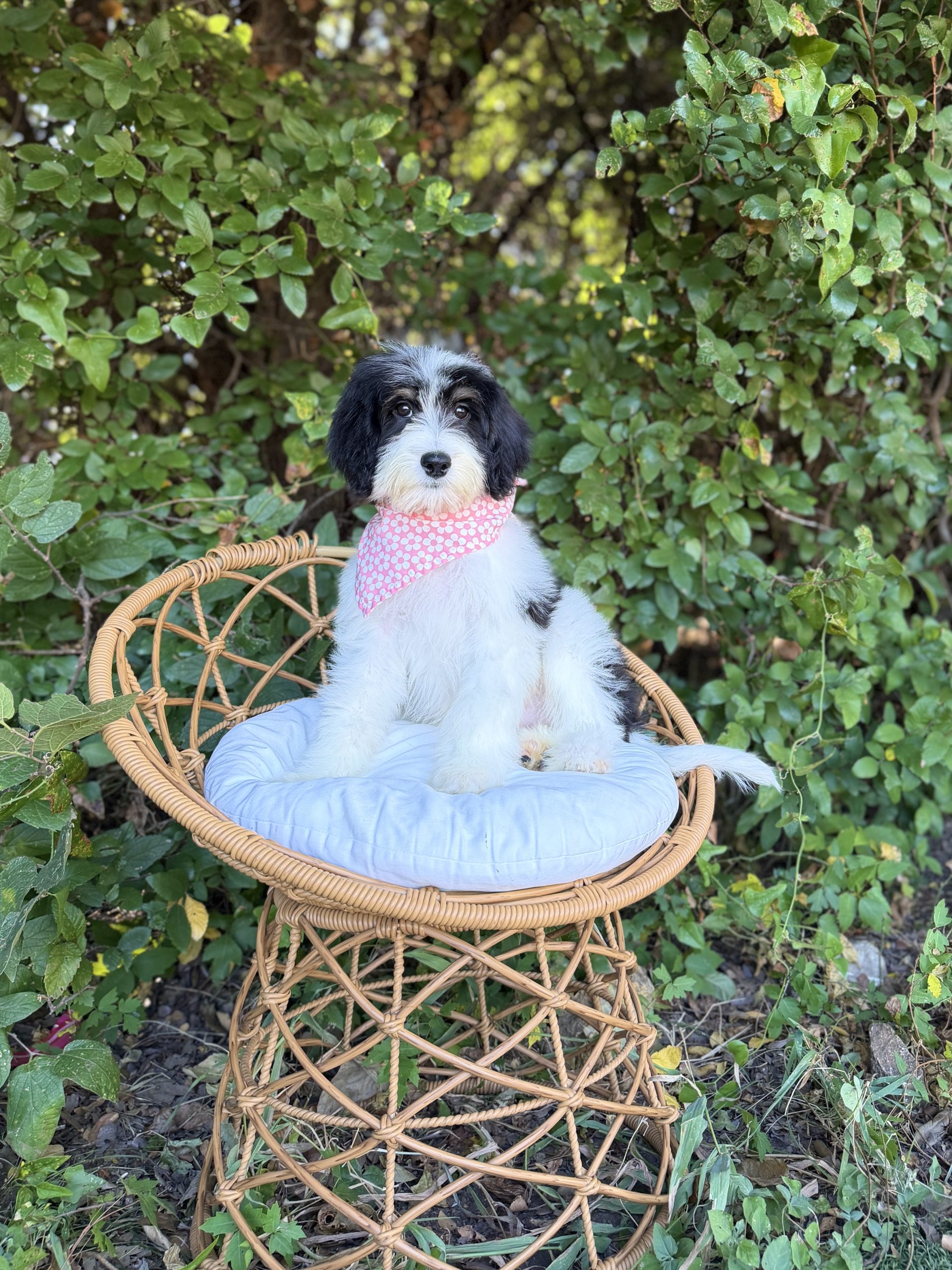 Pink Bernedoodle Girl- Medium F1B Bernedoodle