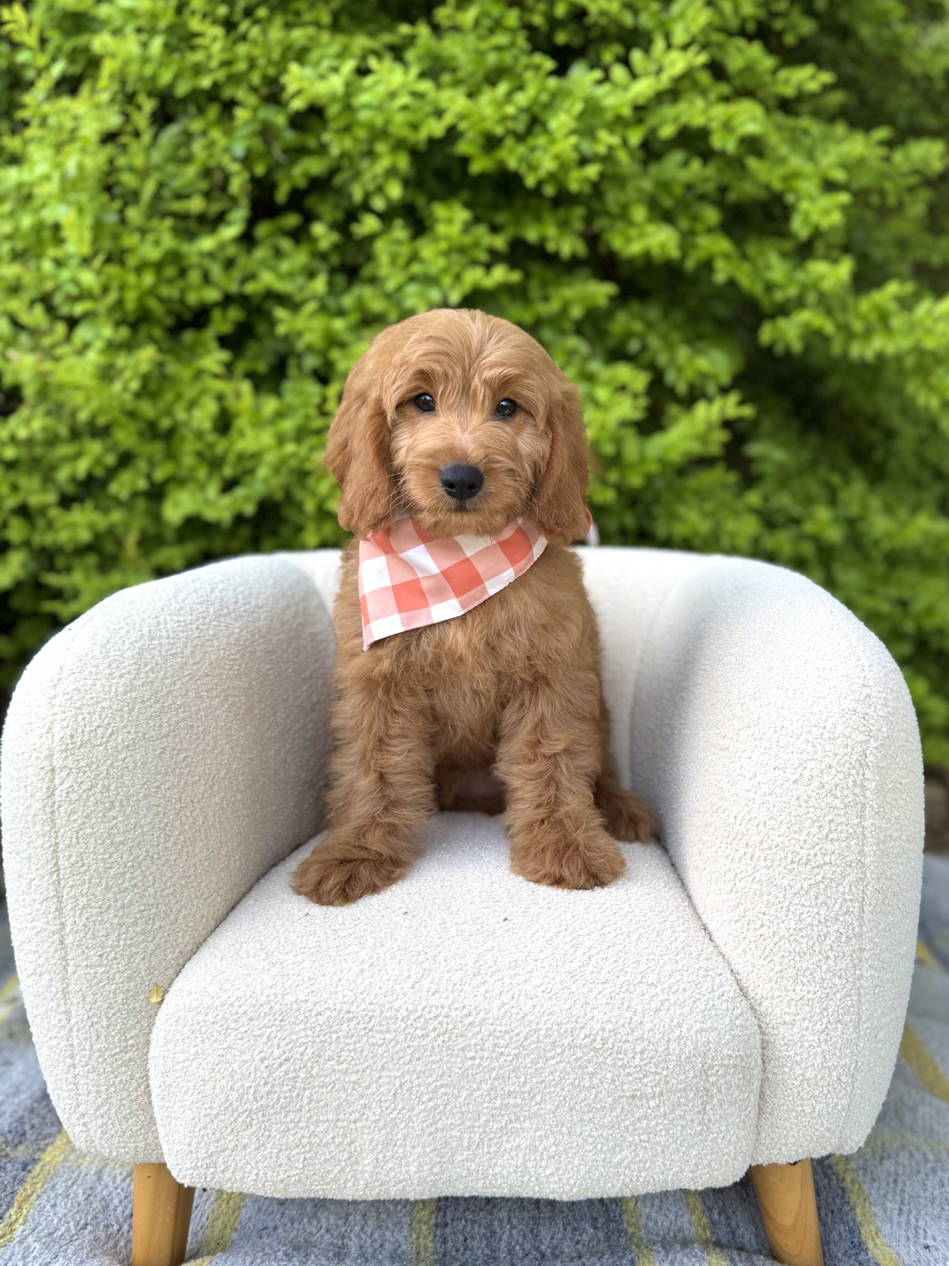 Orange Checkered Boy- Mini F1