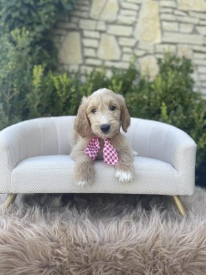 Red Checkered Boy - English Cream Standard F1