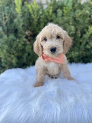 Orange Bandana Boy - English Cream Standard F1