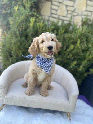 Blue Gingham Boy - English Cream Standard F1