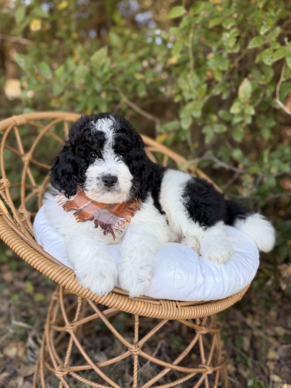 Orange Bernedoodle Boy- Mini F1B Bernedoodle