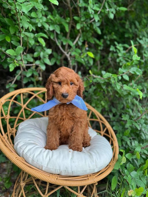 Blue Striped Scarf Boy- Micro Mini F1 Irish Goldendoodle