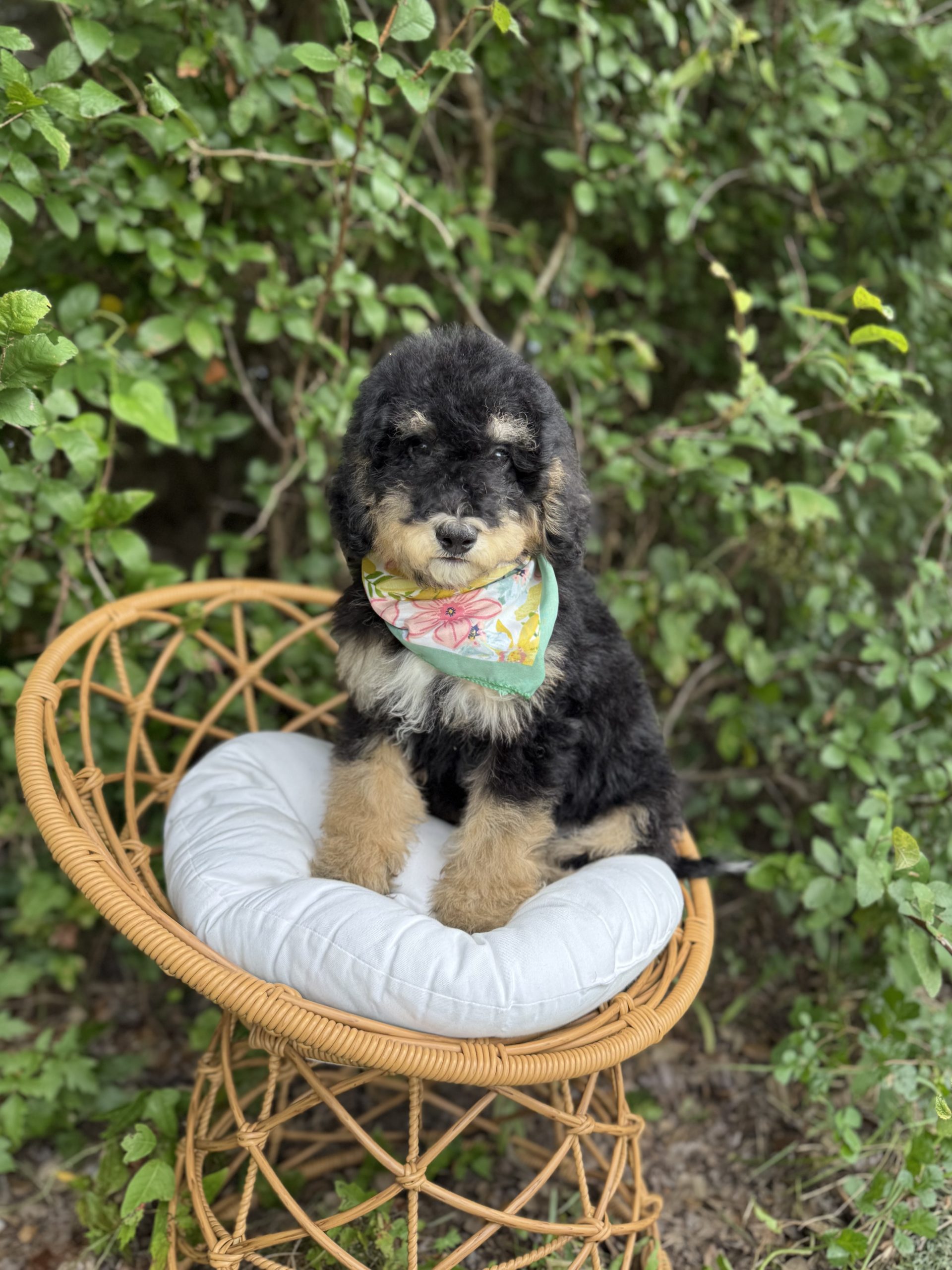 Floral Bernedoodle Girl- Mini F1B Bernedoodle