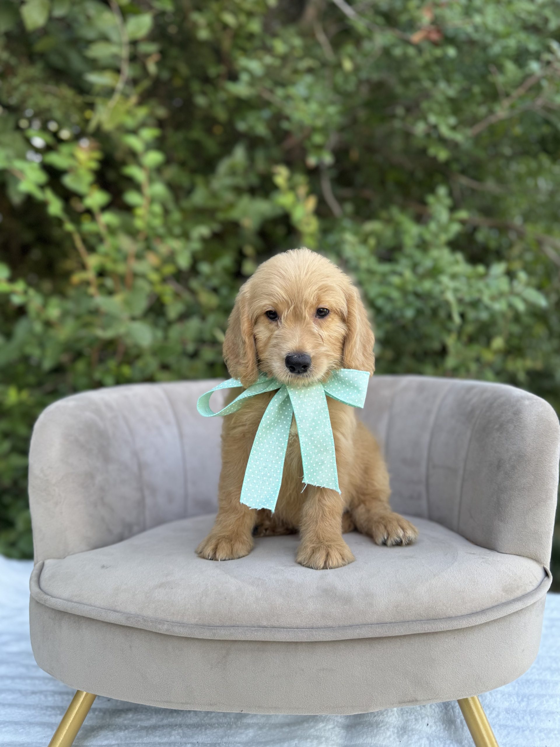 Teal Bow Girl- English Cream Medium F1