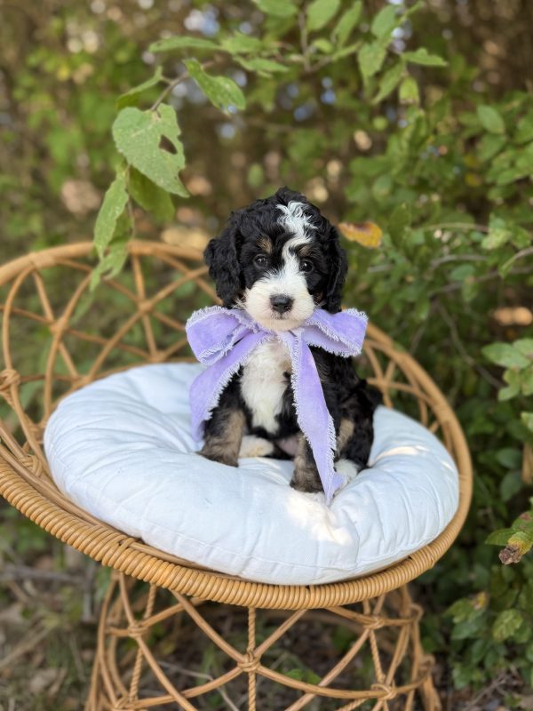 Lavender Tri-Color Girl- Mini F1B Bernedoodle