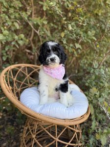 Light Pink Girl- Mini F1B Bernedoodle