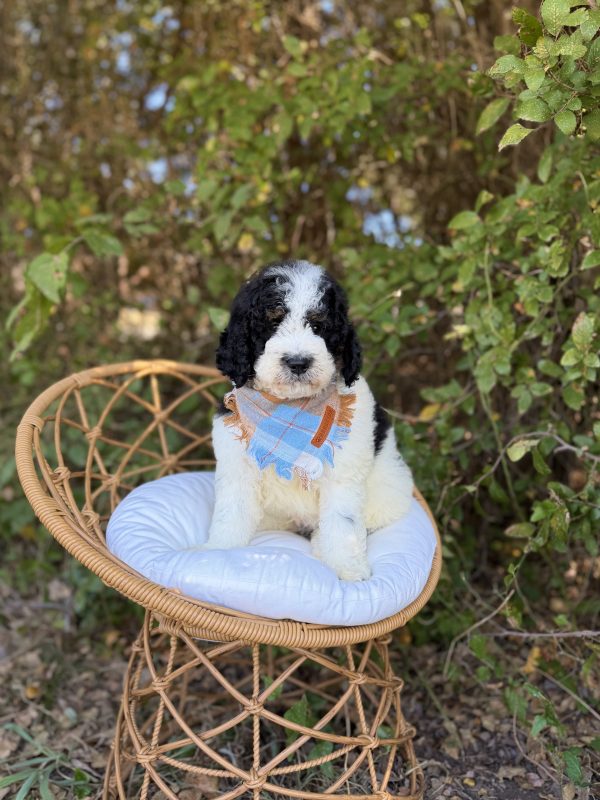 Blue Bernedoodle Boy- Mini F1B Bernedoodle