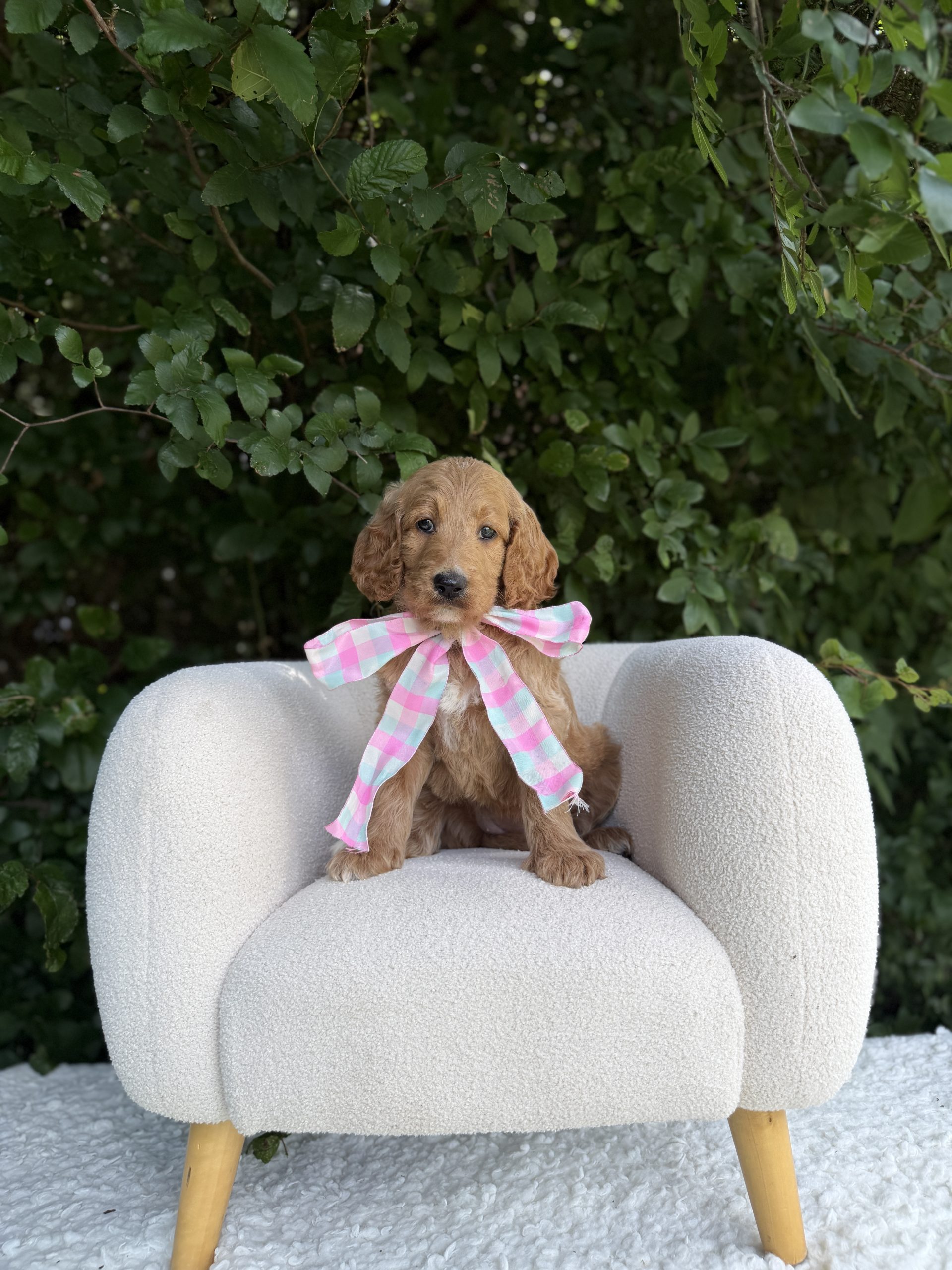 Pastel Pink Girl- Standard F1 Irishdoodle