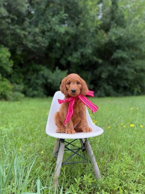 Pink Bow Girl- Standard F1 Irishdoodle