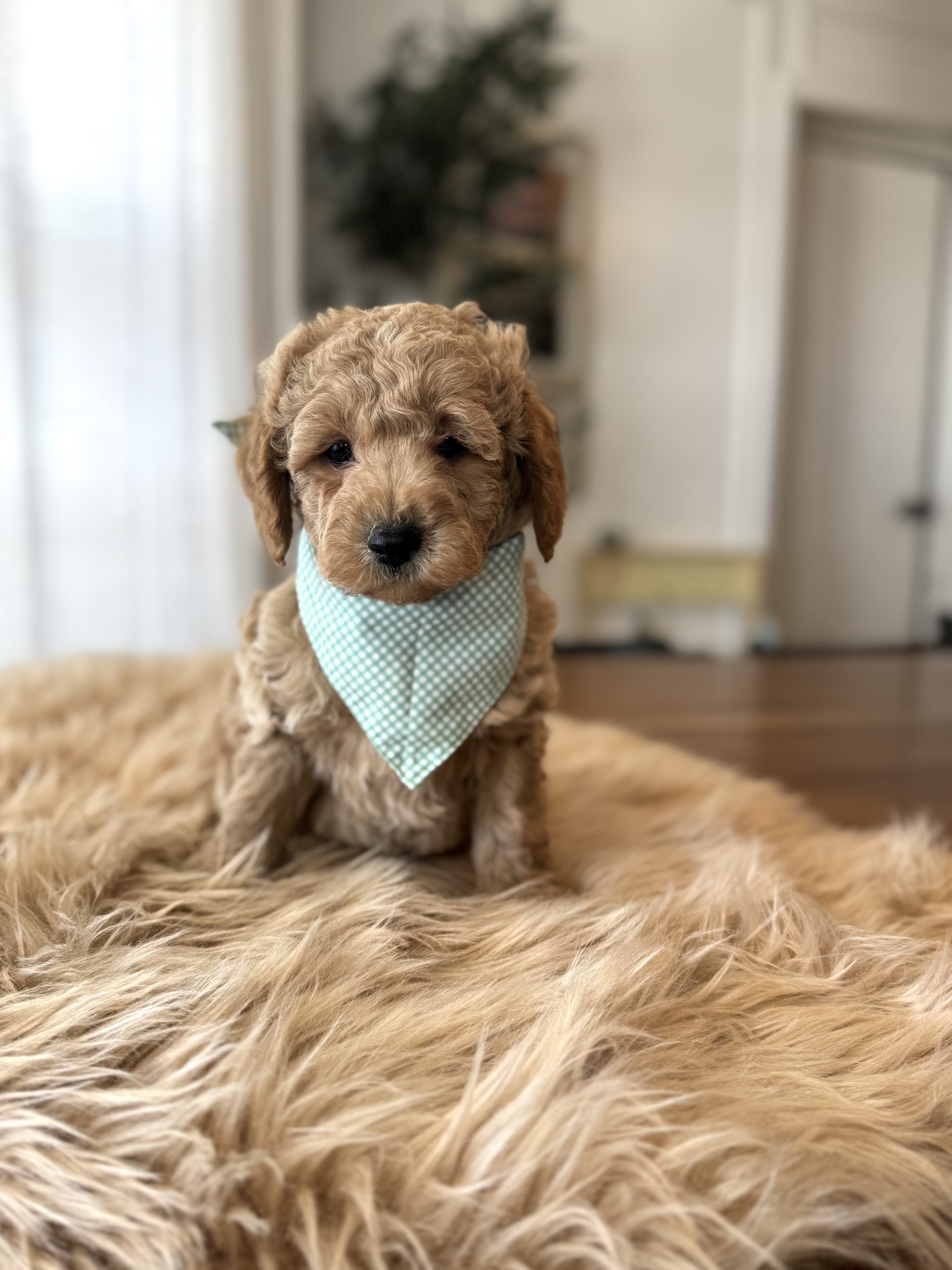 Light Green Bandana Boy- English Cream Micro Mini F1B