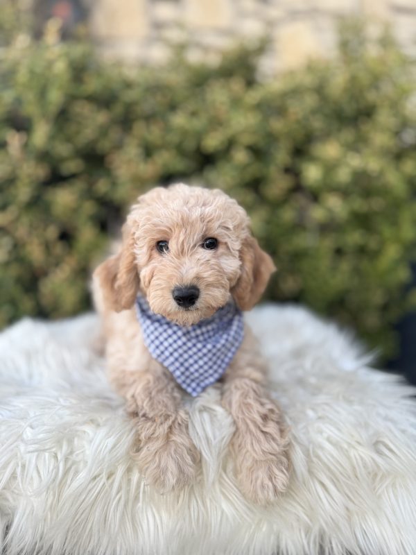 Blue Checkered Boy- English Cream Micro Mini F1B